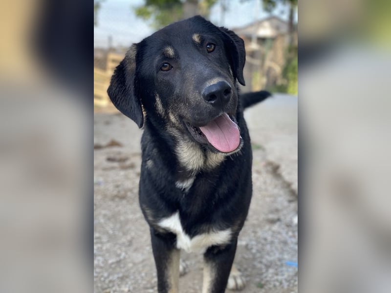 Neco, geb. ca. 11/2023, lebt in GRIECHENLAND, im städt. Tierheim Serres Neco, geb. ca. 11/2023, lebt in GRIECHENLAND, im städt. Tierheim Serres