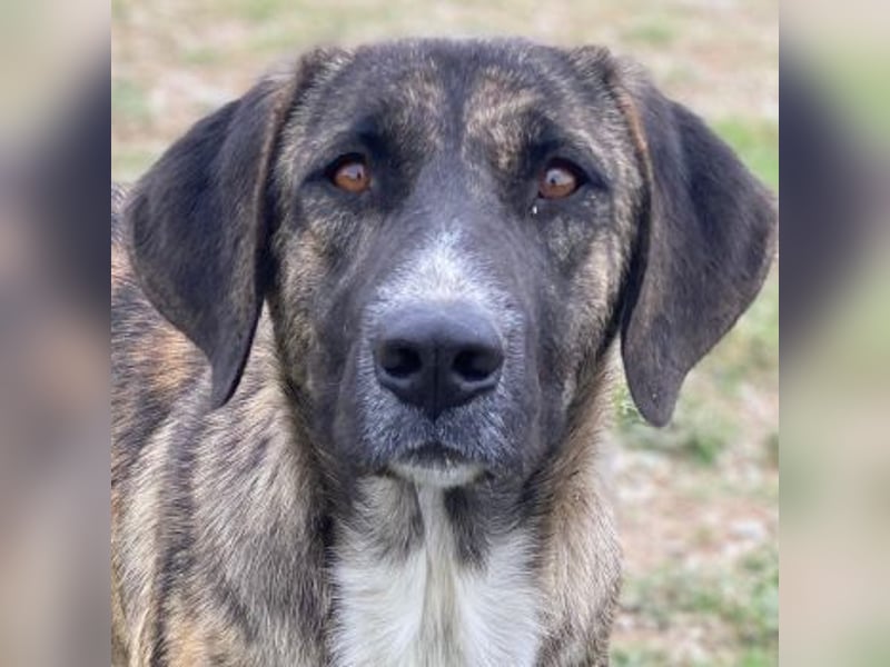 Tenera, geb. ca. 10/2024, lebt in GRIECHENLAND, im städt. Tierheim Serres