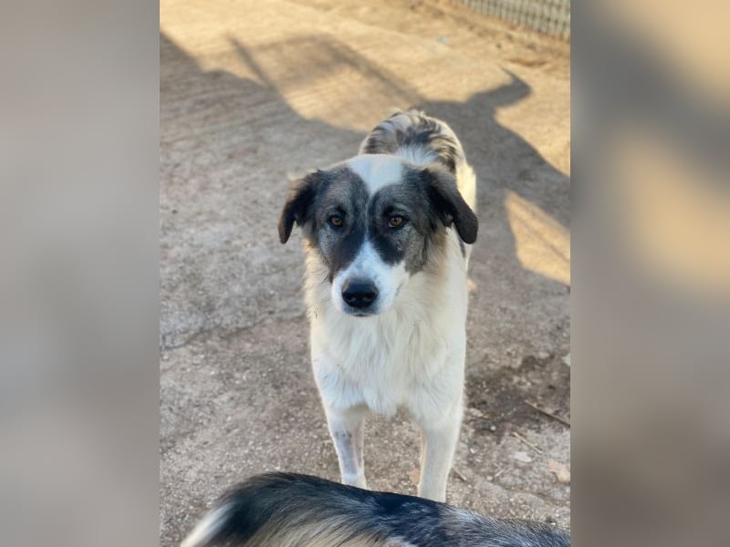 Ravli, geb. ca. 12/2024, lebt in GRIECHENLAND, im städt. Tierheim Serres