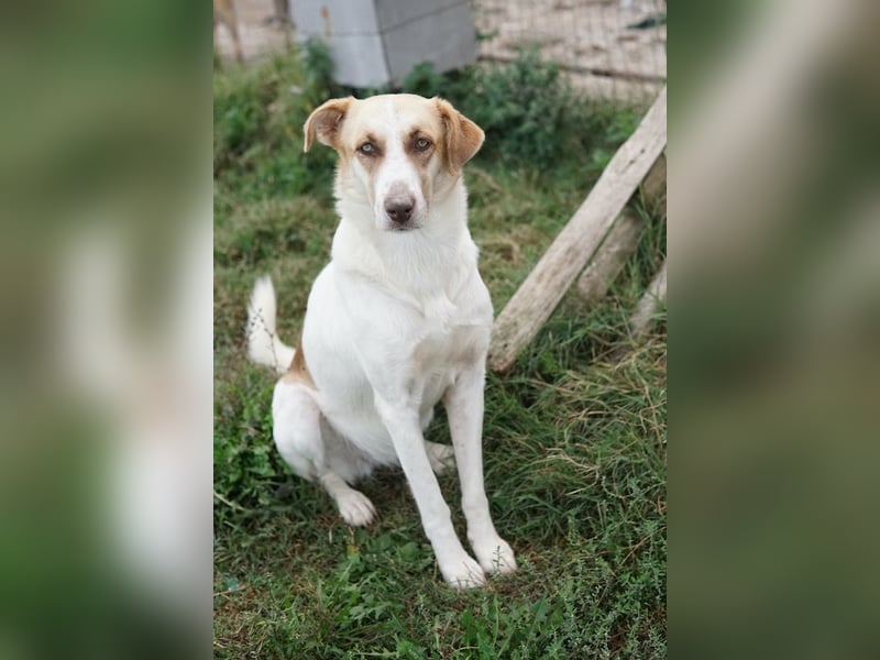Evi, geb. ca. 06/2020, lebt in GRIECHENLAND, im städt. Tierheim Serres