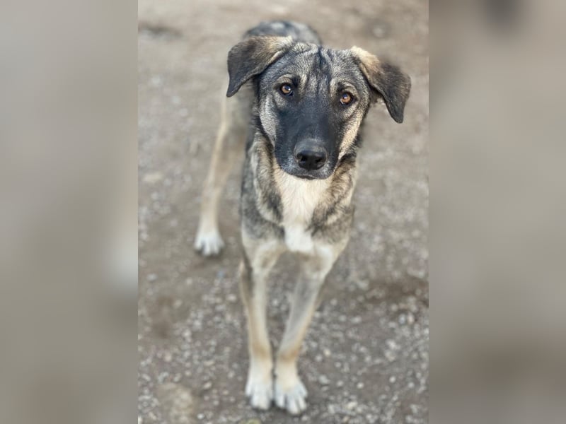 Erwin, geb. ca. 05/2024, lebt in GRIECHENLAND, im städt. Tierheim Serres