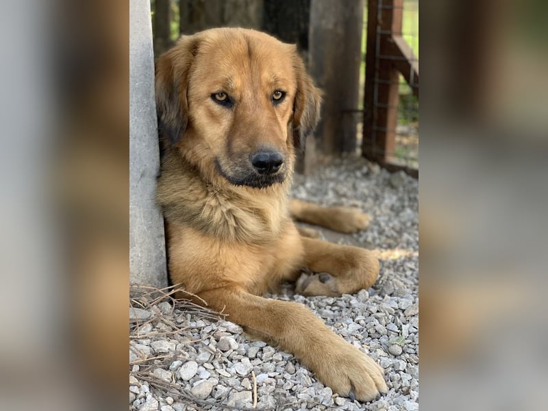 Kerchak, geb. ca. 07/2021, lebt in GRIECHENLAND, im städt. Tierheim Serres