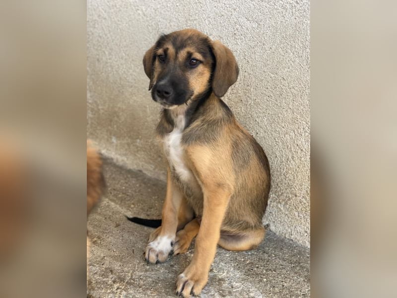 Tayachen, geb. ca. 07/2025, lebt in GRIECHENLAND, im städt. Tierheim Serres
