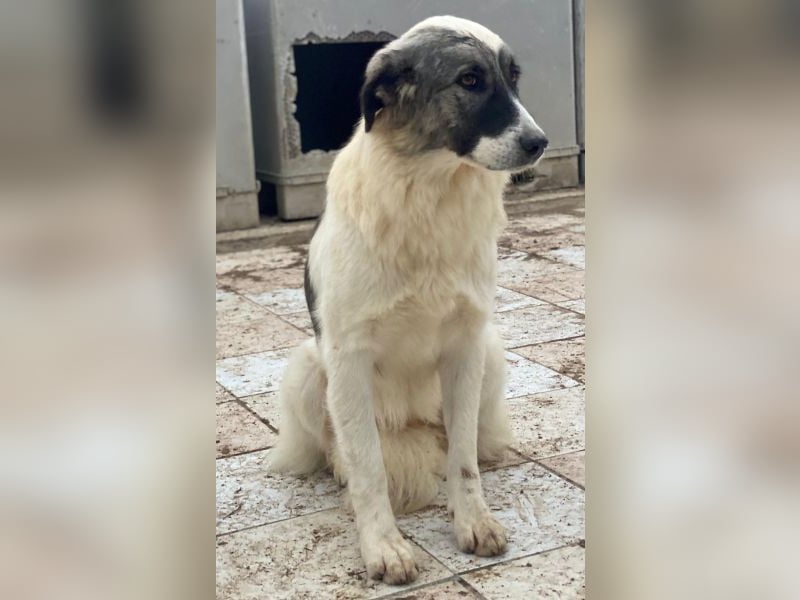 Ravli, geb. ca. 12/2024, lebt in GRIECHENLAND, im städt. Tierheim Serres