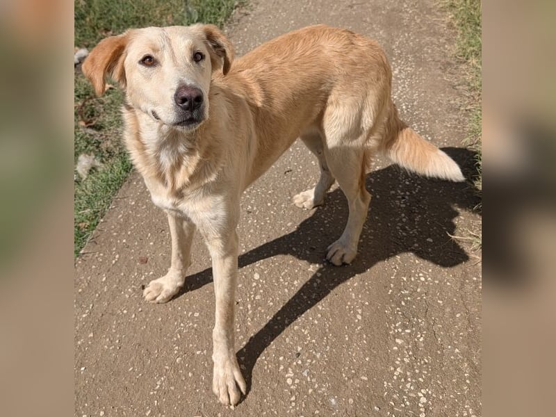 Liova, geb. ca. 10/2024, lebt in GRIECHENLAND, auf einem Gelände, Hunde werden notdürftig versorgt