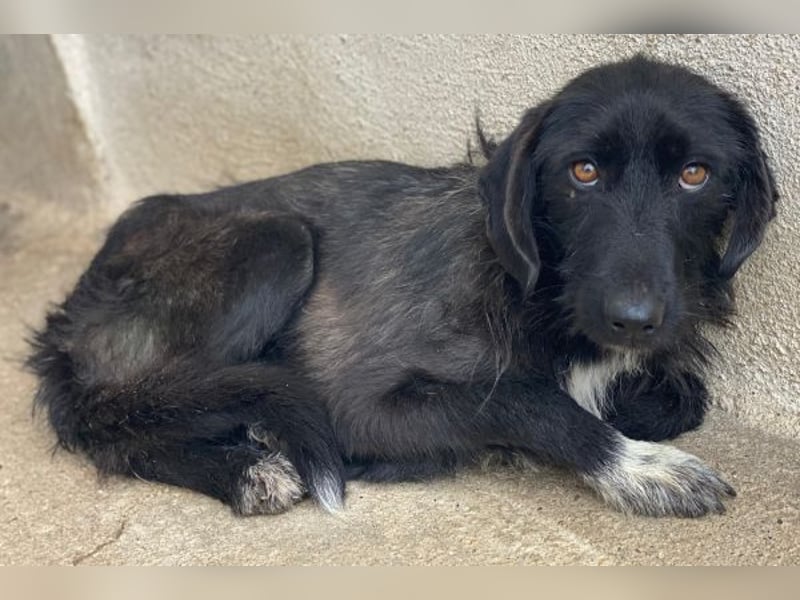 Erebus, geb. ca. 01/2025, lebt in GRIECHENLAND, im städt. Tierheim Serres