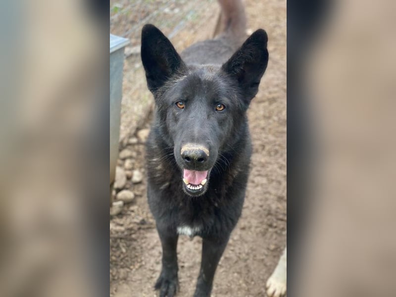 Zanders, geb. ca. 05/2023, lebt in GRIECHENLAND, im städt. Tierheim Serres