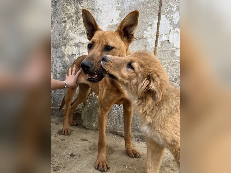 Zella, geb. ca. 03/2023, lebt auf einer Pflegestelle in 47638 Straelen