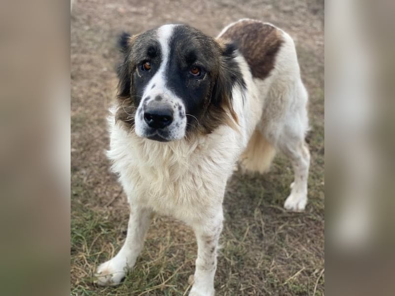 Marla, geb. ca. 06/2020, lebt in GRIECHENLAND, im städt. Tierheim Serres