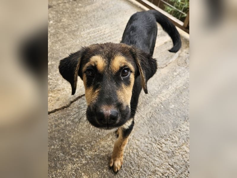 Glinda, geb. ca. 07/2025, lebt in GRIECHENLAND, im städt. Tierheim Serres