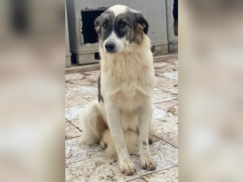 Ravli, geb. ca. 12/2024, lebt in GRIECHENLAND, im städt. Tierheim Serres