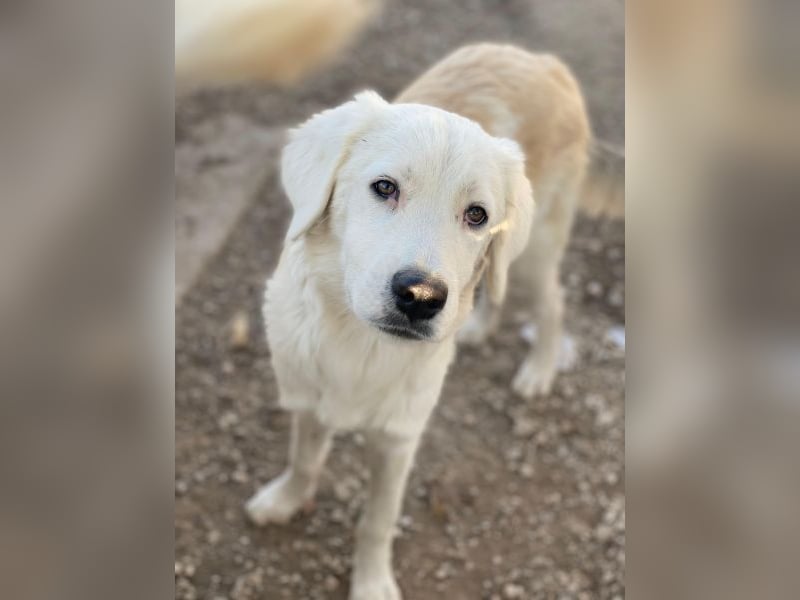 Havoc, geb. ca. 03/2025, lebt in GRIECHENLAND, auf einer privaten Pflegestelle