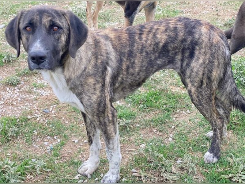 Tenera, geb. ca. 10/2024, lebt in GRIECHENLAND, im städt. Tierheim Serres