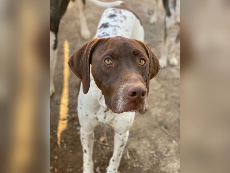 Areno, geb. ca. 08/2024, lebt in GRIECHENLAND, auf einer privaten Pflegestelle