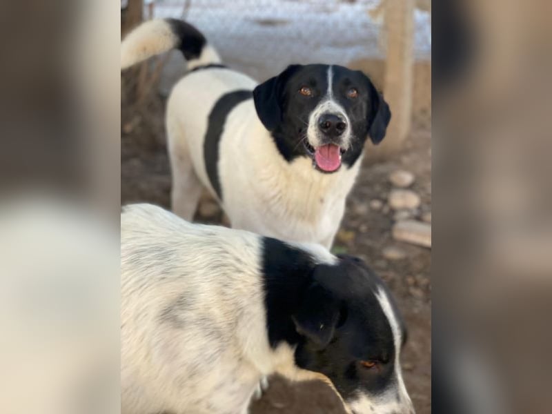 Grecco, geb. ca. 11/2022, lebt in GRIECHENLAND, im städt. Tierheim Serres