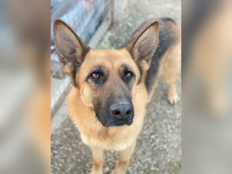 Wilma, geb. ca. 04/2021, lebt in GRIECHENLAND, im städt. Tierheim Serres