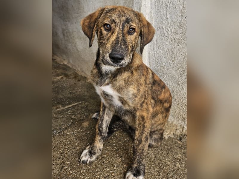 Fiyero, geb. ca. 07/2025, lebt in GRIECHENLAND, im städt. Tierheim Serres