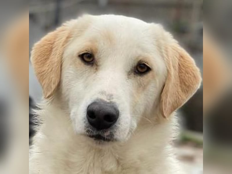 Nami, geb. ca. 12/2019, lebt in GRIECHENLAND, im städt. Tierheim Serres