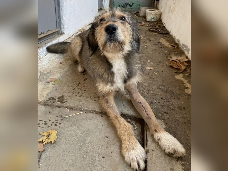 Flóki, geb. ca. 11/2023, lebt in GRIECHENLAND, auf einer privaten Pflegestelle