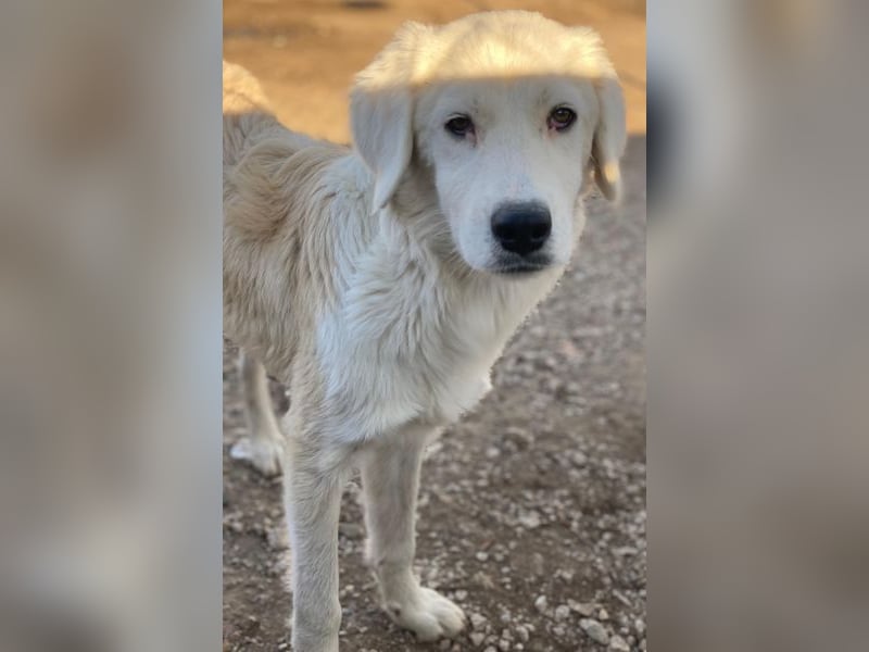 Havoc, geb. ca. 03/2025, lebt in GRIECHENLAND, auf einer privaten Pflegestelle