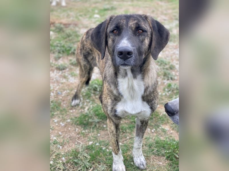 Tenera, geb. ca. 10/2024, lebt in GRIECHENLAND, im städt. Tierheim Serres