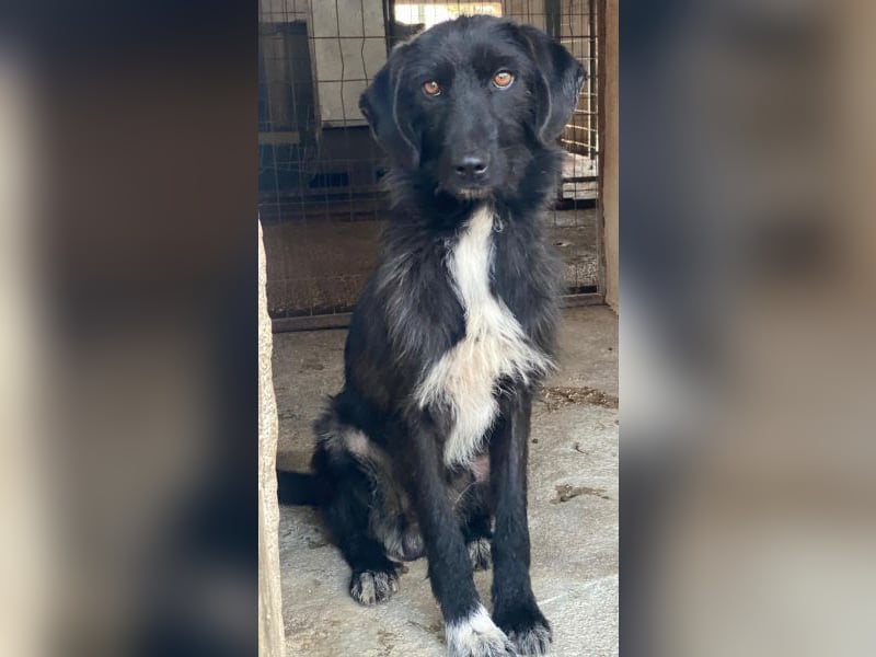 Erebus, geb. ca. 01/2025, lebt in GRIECHENLAND, im städt. Tierheim Serres