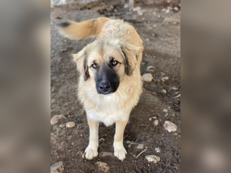 Malou, geb. ca. 04/2024, lebt in GRIECHENLAND, im städt. Tierheim Serres