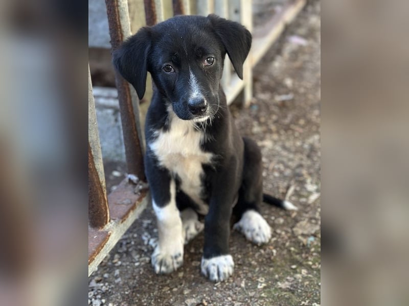 Fleur, geb. ca. 02/2025, lebt in GRIECHENLAND, auf einer privaten Pflegestelle