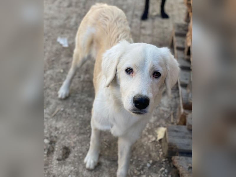 Havoc, geb. ca. 03/2025, lebt in GRIECHENLAND, auf einer privaten Pflegestelle