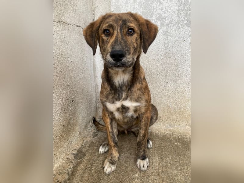 Fiyero, geb. ca. 07/2025, lebt in GRIECHENLAND, im städt. Tierheim Serres