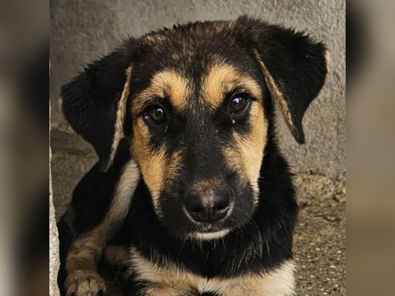 Elphaba, geb. ca. 07/2025, lebt in GRIECHENLAND, im städt. Tierheim Serres