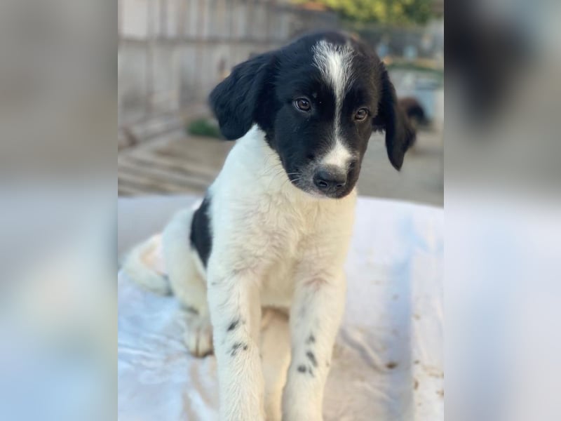 Anastasia, geb. ca. 05/2025, lebt in GRIECHENLAND, im städt. Tierheim Serres