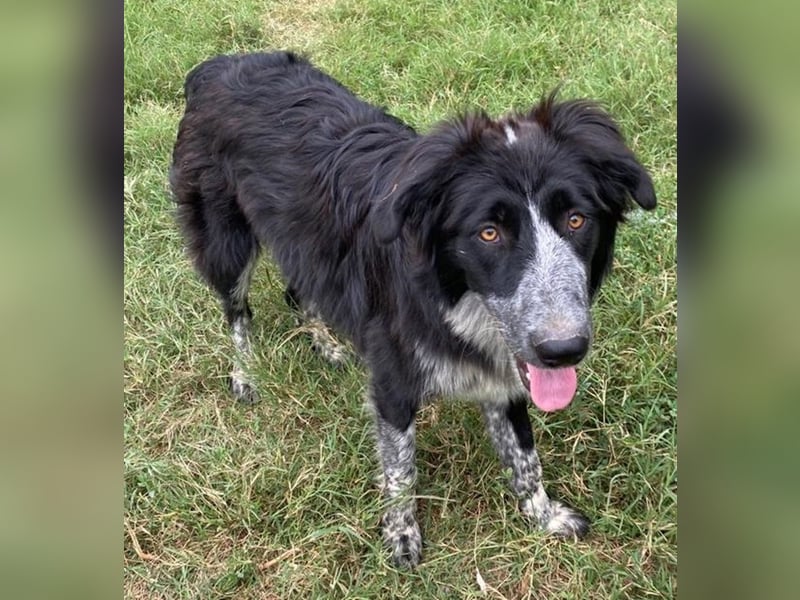 Lessa, geb. ca. 09/2022, lebt in GRIECHENLAND, im städt. Tierheim Serres