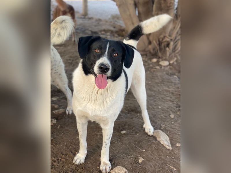 Grecco, geb. ca. 11/2022, lebt in GRIECHENLAND, im städt. Tierheim Serres