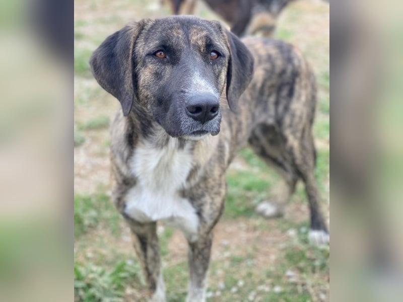 Tenera, geb. ca. 10/2024, lebt in GRIECHENLAND, im städt. Tierheim Serres