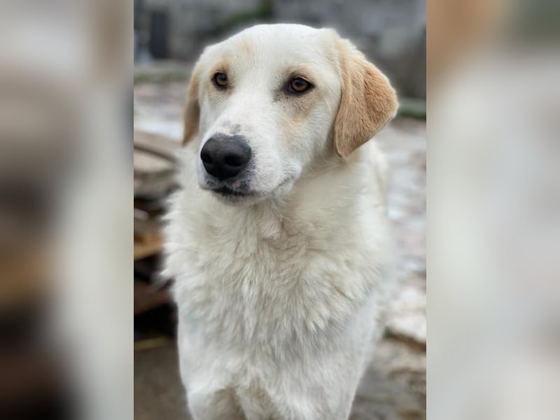 Nami, geb. ca. 12/2019, lebt in GRIECHENLAND, im städt. Tierheim Serres