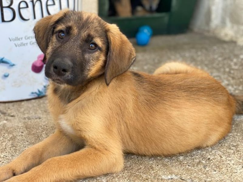Maverick, geb. ca. 07/2025, lebt in GRIECHENLAND, im städt. Tierheim Serres