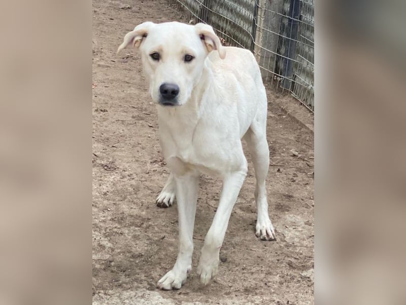 Miguel, geb. ca. 08/2024, lebt in GRIECHENLAND, im städt. Tierheim Serres Miguel, geb. ca. 08/2024, lebt in GRIECHENLAND, im städt. Tierheim Serres