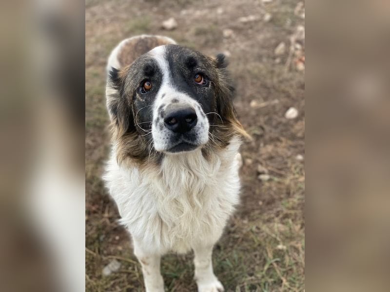 Marla, geb. ca. 06/2020, lebt in GRIECHENLAND, im städt. Tierheim Serres