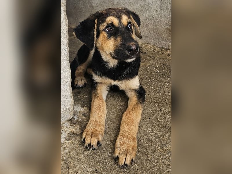 Elphaba, geb. ca. 07/2025, lebt in GRIECHENLAND, im städt. Tierheim Serres