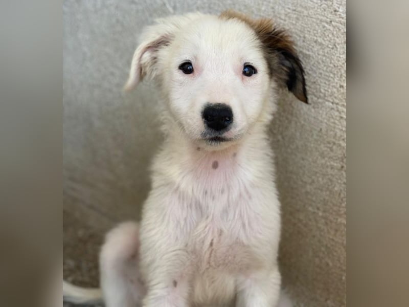 Luna, geb. ca. 07/2025, lebt in GRIECHENLAND, im städt. Tierheim Serres