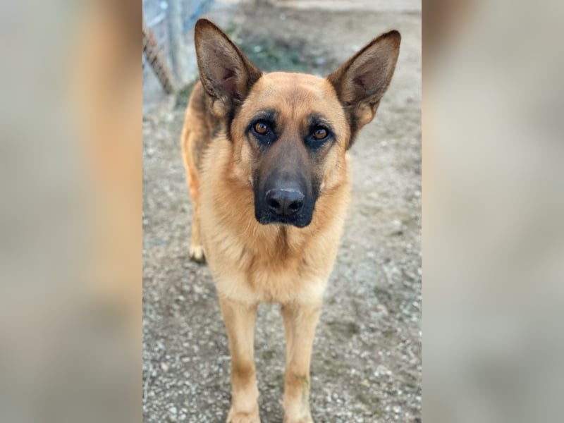 Wilma, geb. ca. 04/2021, lebt in GRIECHENLAND, im städt. Tierheim Serres