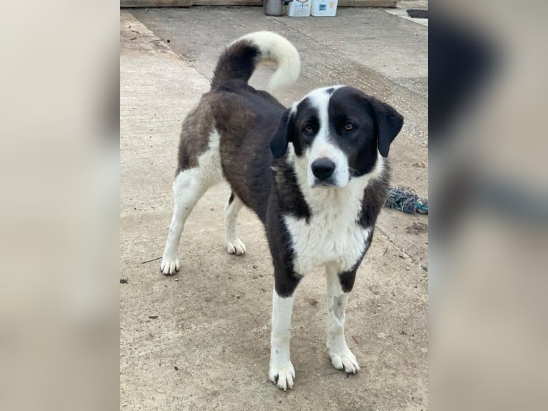 Aquata, geb. ca. 01/2023, lebt in GRIECHENLAND, im städt. Tierheim Serres