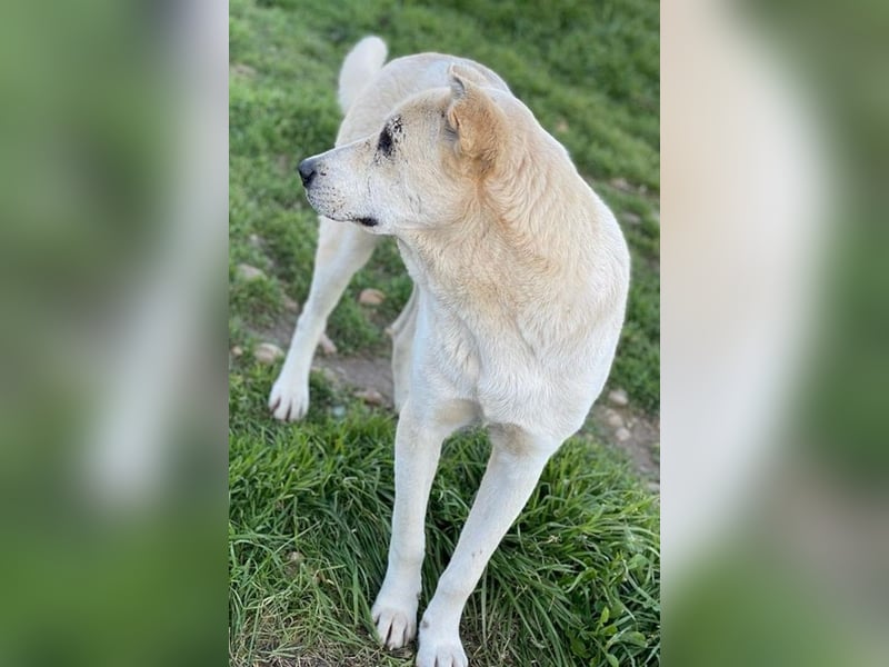 Pippo, geb. ca. 12/2020, lebt in GRIECHENLAND, auf einem Gelände, wird notdürftig versorgt