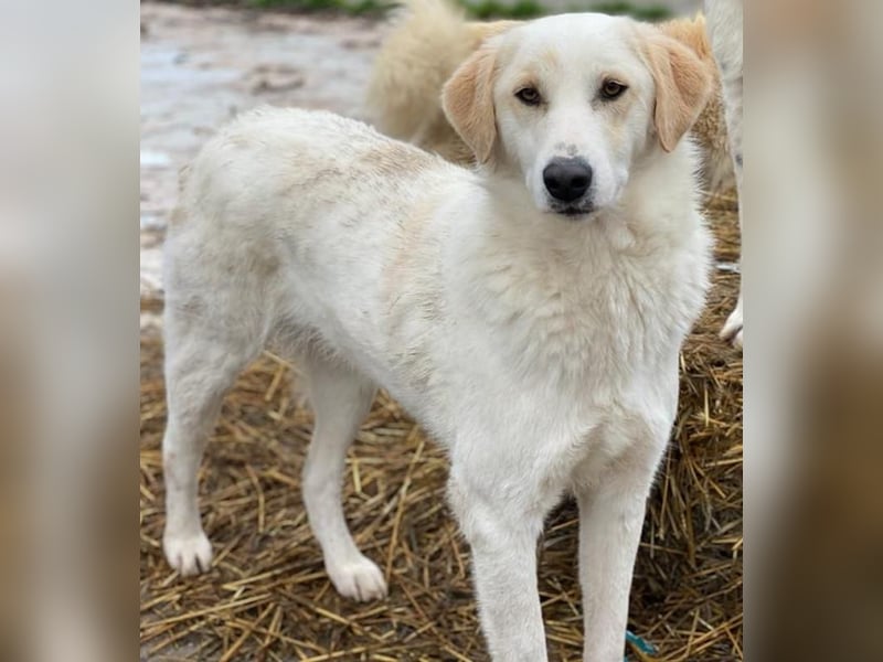 Nami, geb. ca. 12/2019, lebt in GRIECHENLAND, im städt. Tierheim Serres