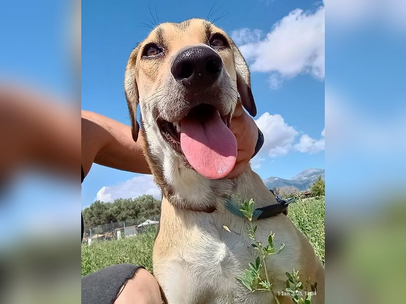 Angeliki, geb. ca. 12/2024, lebt in GRIECHENLAND, auf einer privaten Pflegestelle