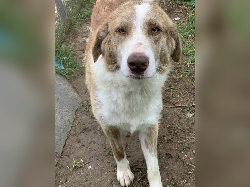 Baruso, geb. ca. 05/2020, lebt in GRIECHENLAND, auf einer privaten Pflegestelle