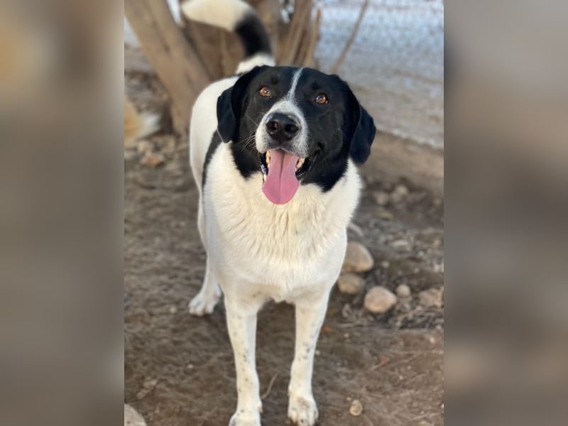 Grecco, geb. ca. 11/2022, lebt in GRIECHENLAND, im städt. Tierheim Serres