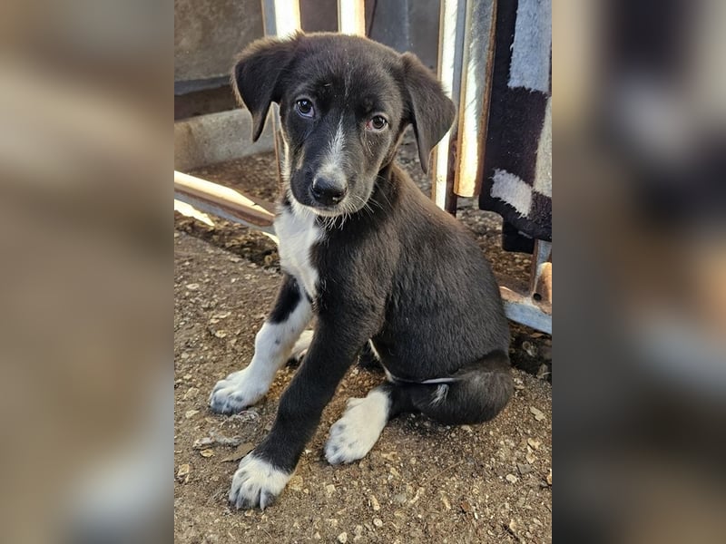 Fleur, geb. ca. 02/2025, lebt in GRIECHENLAND, auf einer privaten Pflegestelle