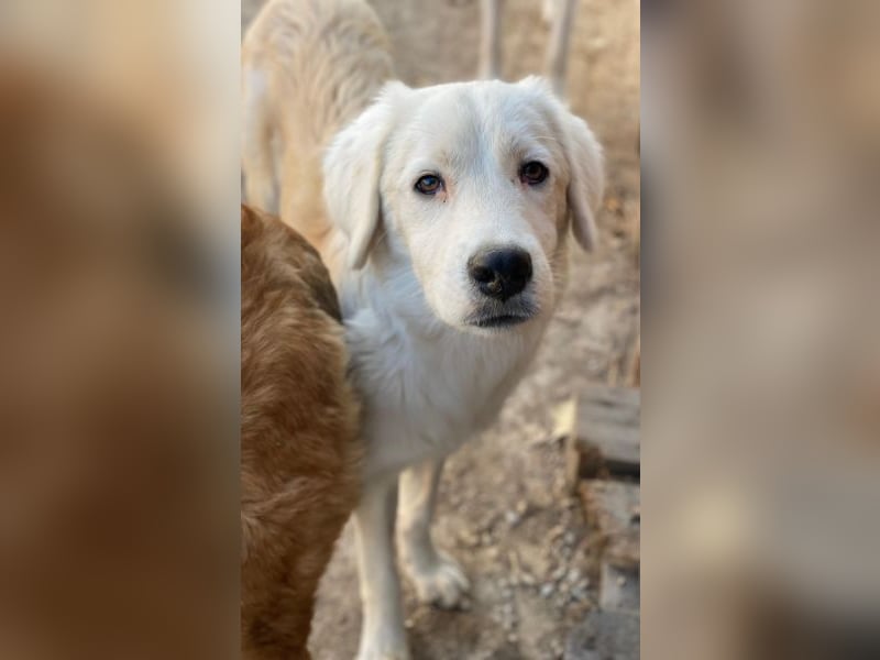 Havoc, geb. ca. 03/2025, lebt in GRIECHENLAND, auf einer privaten Pflegestelle